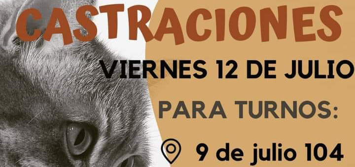 CASTRACIONES PARA PERROS Y GATOS